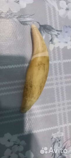 Клык медведя имитация