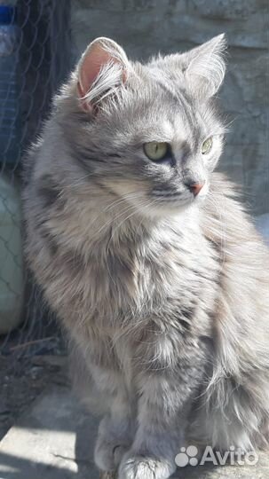Кошка