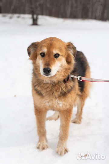 Очаровательная Герда томится в приюте