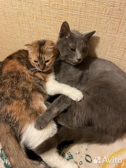Кошка кот