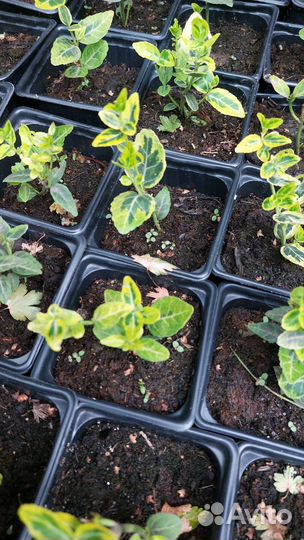 Гортензии, декоративные кустарники, розы- зкс р9