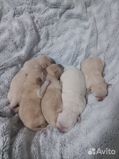 Лабрадорчики