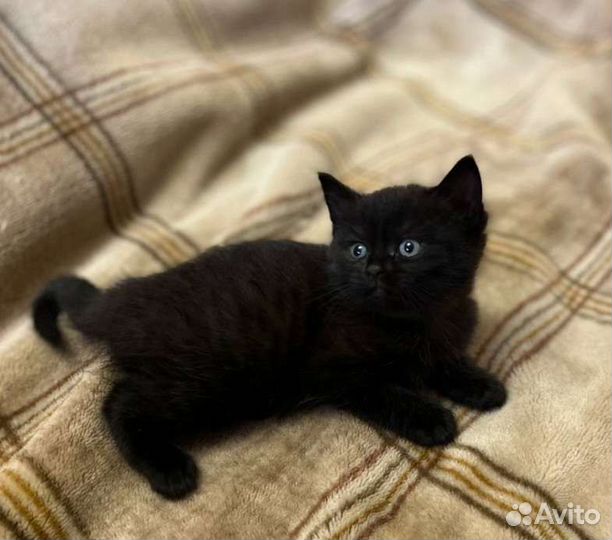 Черные котята в добрые руки