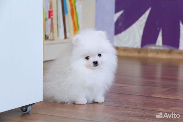 Померанские Шпицы белые и цветные, мини и стандарт