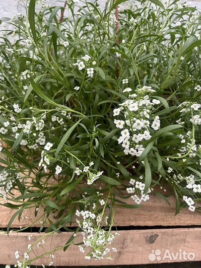 Кустовые розы саженцы