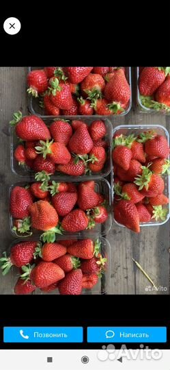 Рассада сладкой клубникиОчень много сортовЧитайте