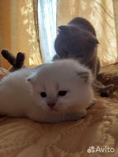 Шотландские вислоухие