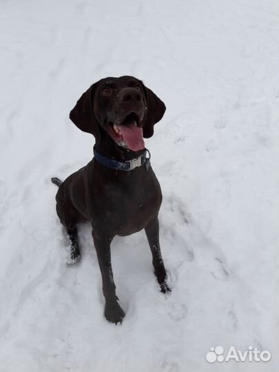Выгул и передержка собак