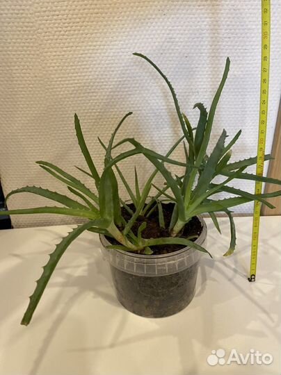 Денежное дерево толстянка алоэ крассула