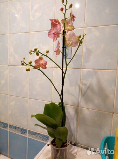 Коллекционные орхидеи