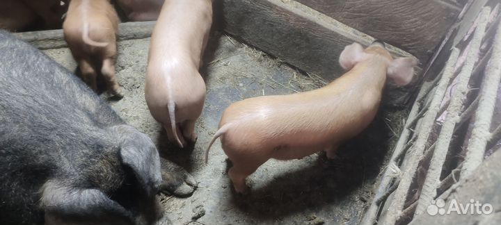 Поросята мясной породы