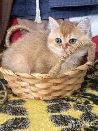 Шотландская кошка