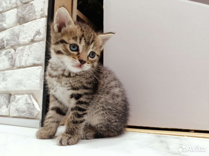 Котенок девочка