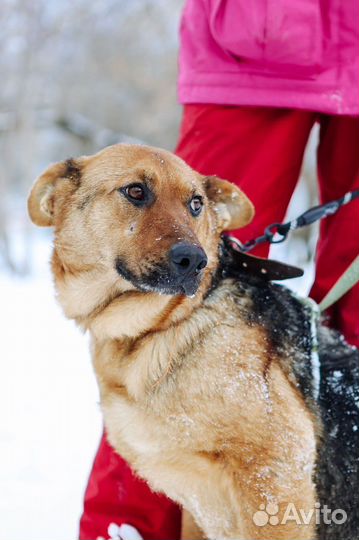 Собака ищет дом, Забава