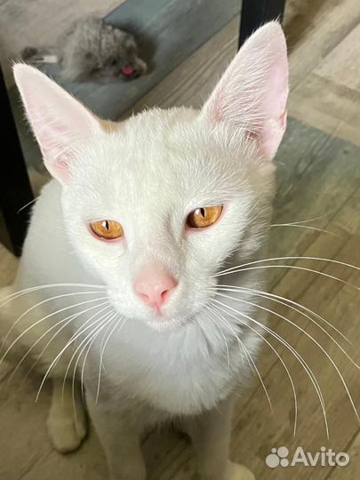 Большой, красивый и бездомный кот ищет дом