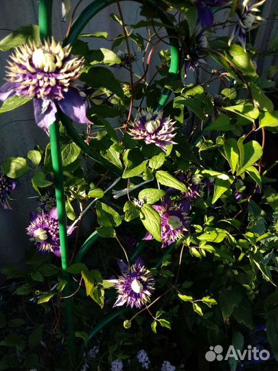 Клематисы. Весна 2023