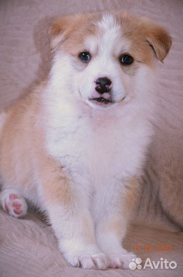 Отдам щенков