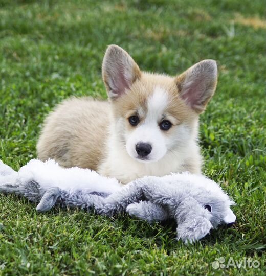 Прекрасная Мила-щенок вельш корги пемброк