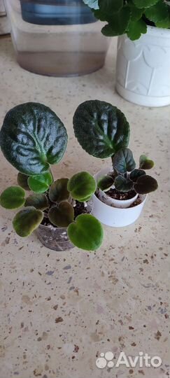 Детки фиалки бесплатно