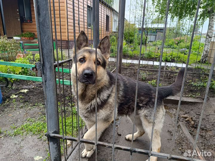 Вязка кобель вео