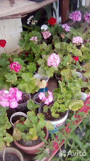 Пеларгония герань