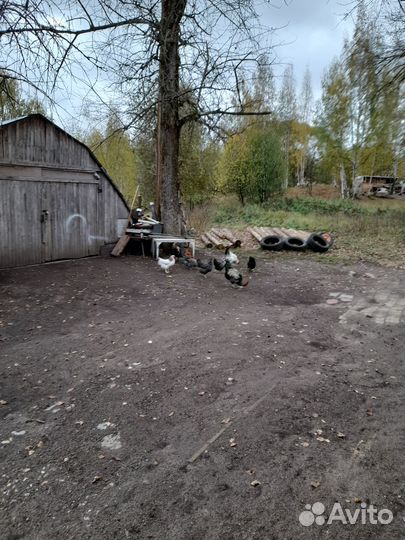 Петух
