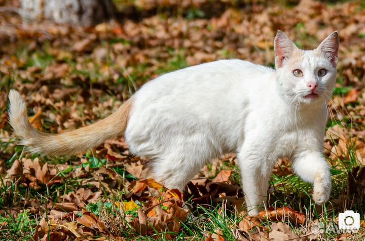 Молодой котик в добрые руки