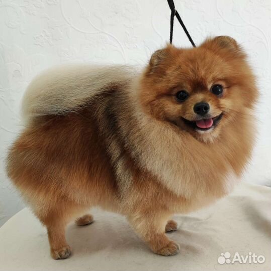 Стрижка, тримминг, экспресс-линька собак