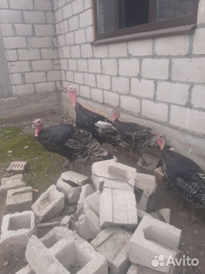 Индюки домашние