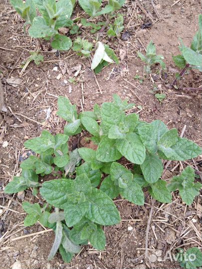 Многолетние растения для сада