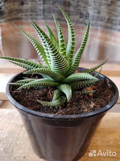 Эхеверия, хавортия Купера, алоэ, традесканция