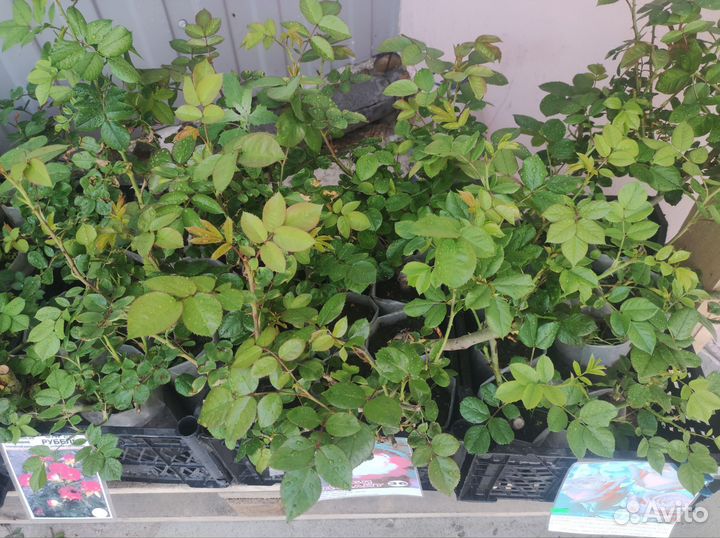 Саженцы роза