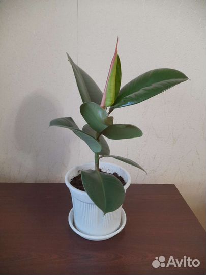 Фикус каучуконосный