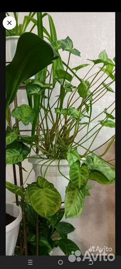 Комнатные цветы