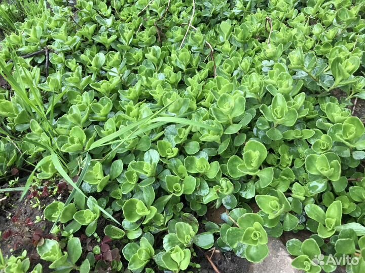 Почвокровник