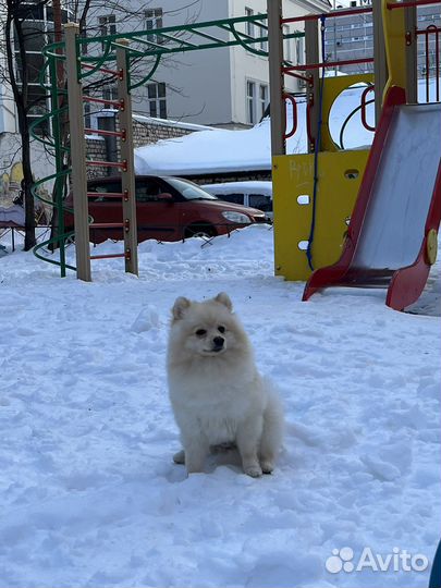 Случка шпиц