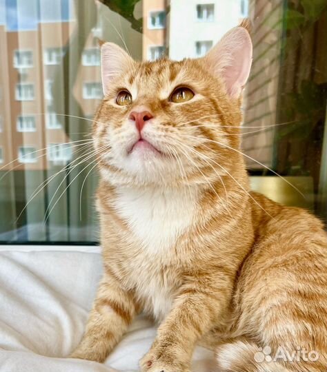 Уникальный кот-тяжеловес рыжий Гарфилд в дар