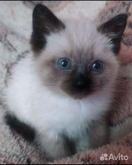Тайские котята