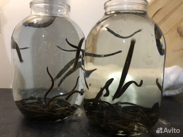 Пиявки медицинские