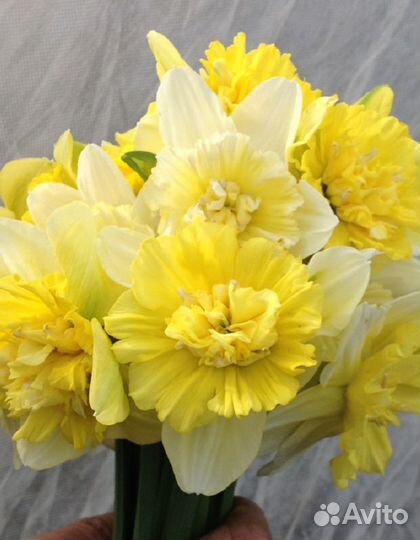 Нарцисс Фулл Хаус 1 уп.(2 шт.) фракция 12/14