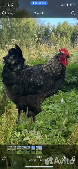 Петух помесной Яйцо Индоутки