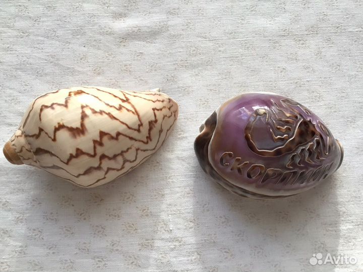 Морские ракушки