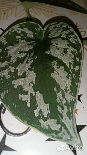 Сциндапсус треби экзотика