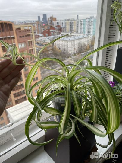 Хлорофитум кудрявый бонни