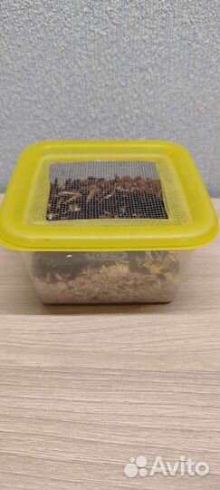 Личинка жука знахаря. Корм для муравьев