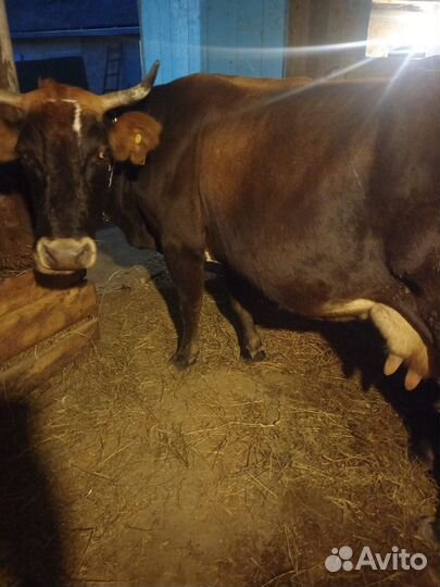 Корова дойная