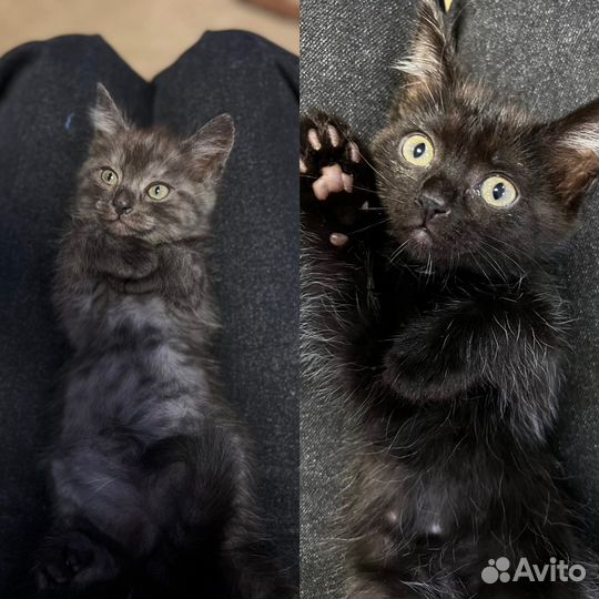 Отдам котят в добрые руки