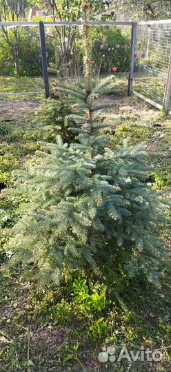 Ель сизая колючая