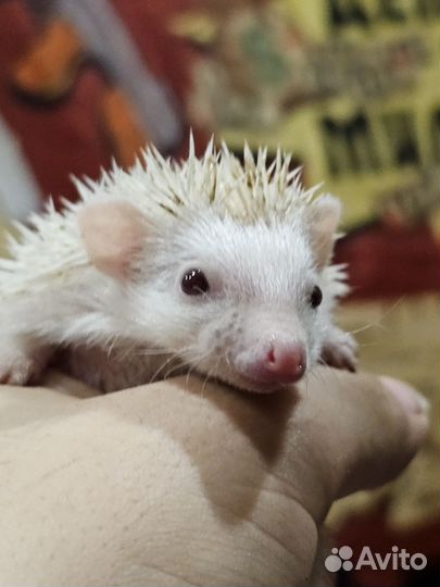 Африканские ежата. Ёжик. 06.09.23