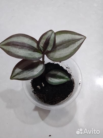 Традесканция зебрина